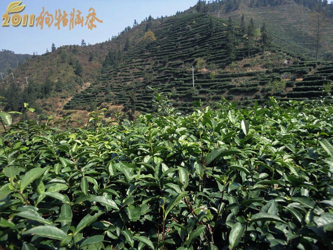 江西狗牯脑茶厂
