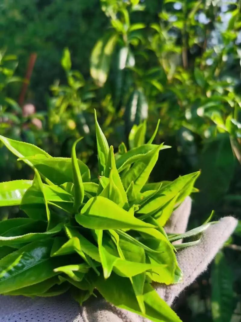 一壶热茶,一组茶具,一泡茶叶我的一切美好从早上,都是源于茶