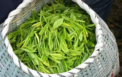 常喝桑叶茶能降血压?