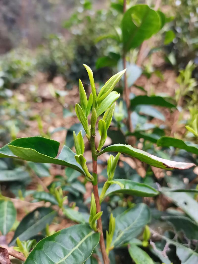 变身快递小哥,茶叶已经打包好了,马上发货,各位小伙伴注意查收