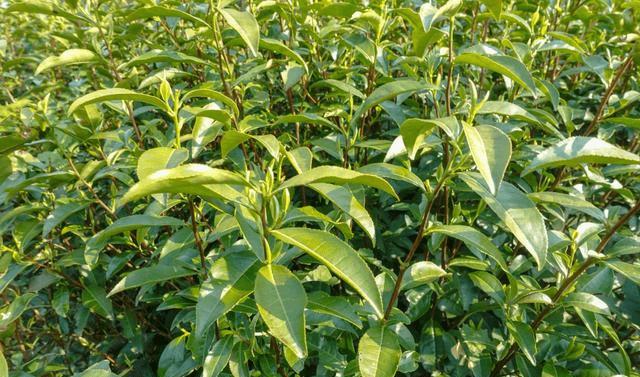 浙江海拔最高的建制镇 藏着一个茶叶特色村 所产云雾茶乃茶中精品